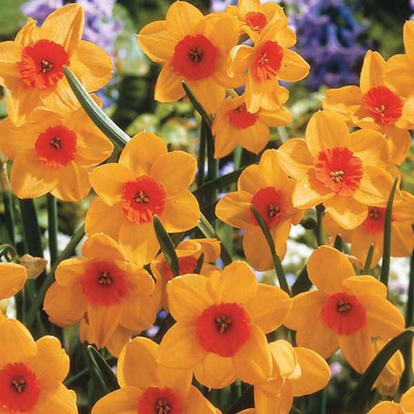 Orange Narzisse Blumensamen zur Aussaat sonnenliebend Traditionssorte & ohne Gentechnik Samen Hausgarten