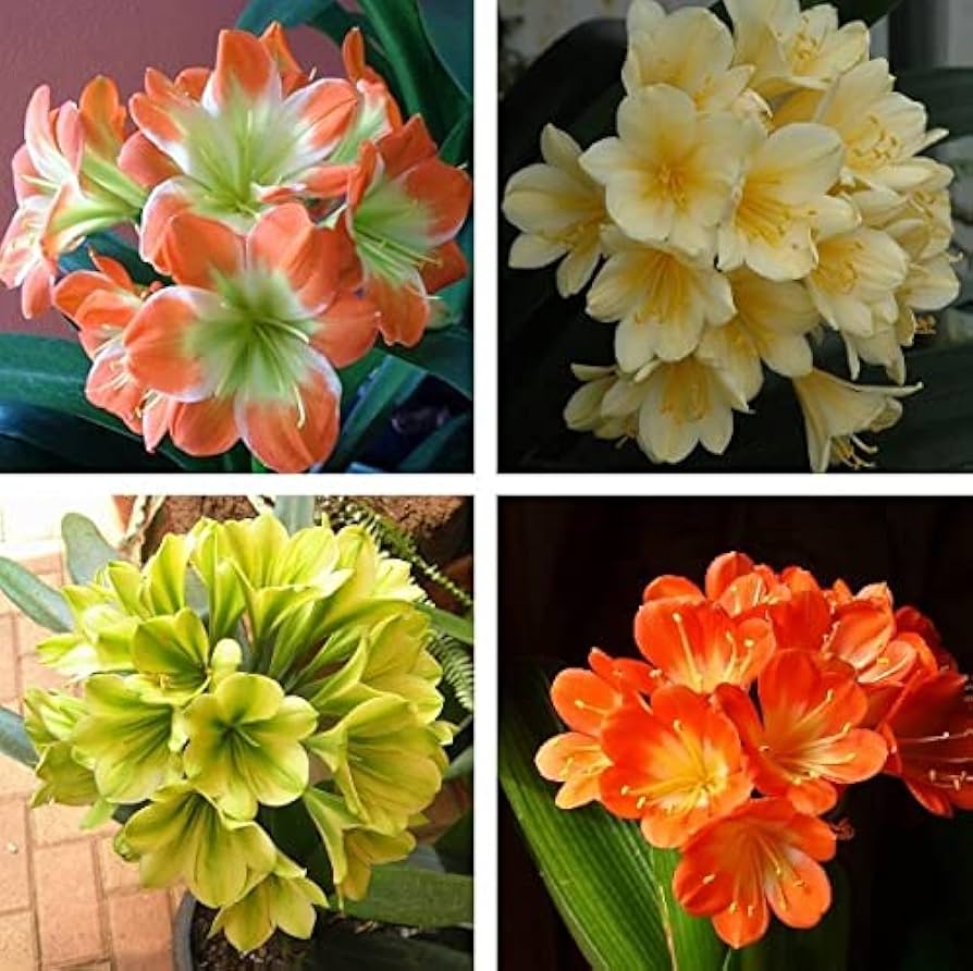 Lilie Clivia Blumensamen zur Aussaat – Halbschatten verträglich – Traditionssorte & ohne Gentechnik Samen Hausgarten