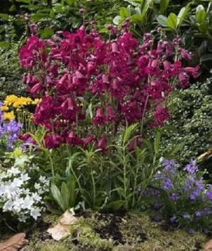 Lila mexicali sunburst penstemon blume samen for anpflanzung - seasonal bloomer, heirloom & gmo free samen for home garten
 
 sale for anpflanzung in home garten.