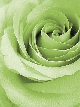 Light grün rose blume samen for anpflanzung - fragrant blossoms, heirloom & gmo free samen for home garten
 
 sale samen for anpflanzung in home garten