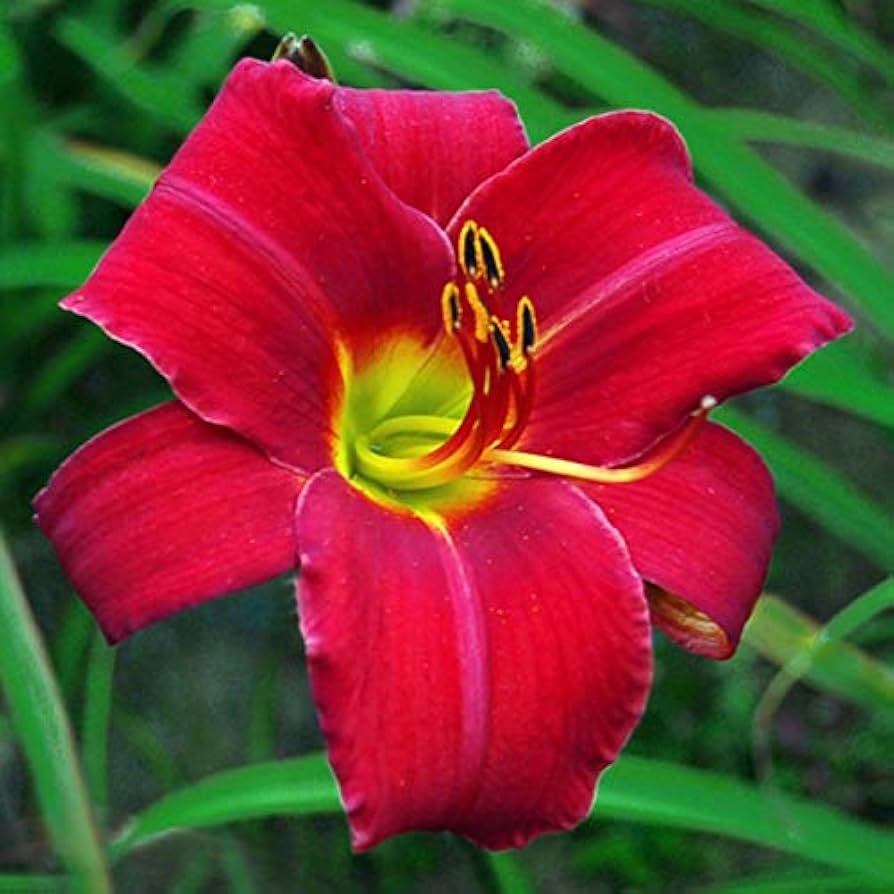 Daylily Keep the Faith Reblooming Samen