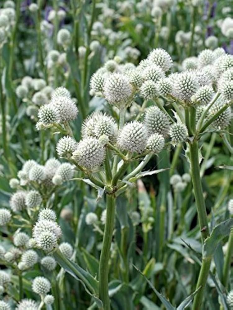 Rattlesnake Master Samen – Eryngium Yuccifolium trockenheitsverträglich mehrjährig