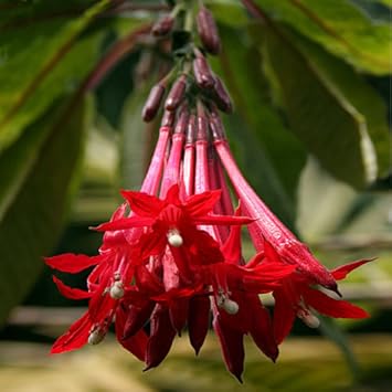 Bolivian fuchsia blume samen for anpflanzung - hardy variety, heirloom & gmo free samen for home garten
 
 sale samen for anpflanzung in home garten