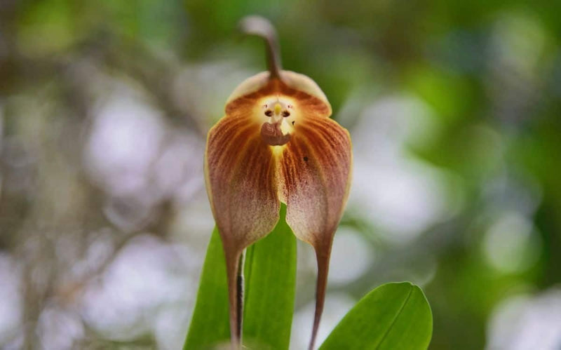 Monkey (monkey orchid) samen for anpflanzung in home garten