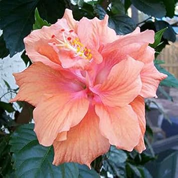 Hibiscus peach blume samen for anpflanzung - cottage garten essential, heirloom & gmo free samen for home garten
 
 sale for anpflanzung in home garten.