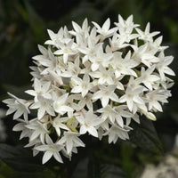 Weiß Pentas Starla Blumensamen zur Aussaat – Wildblume Mischung – Traditionssorte & ohne Gentechnik Samen Hausgarten