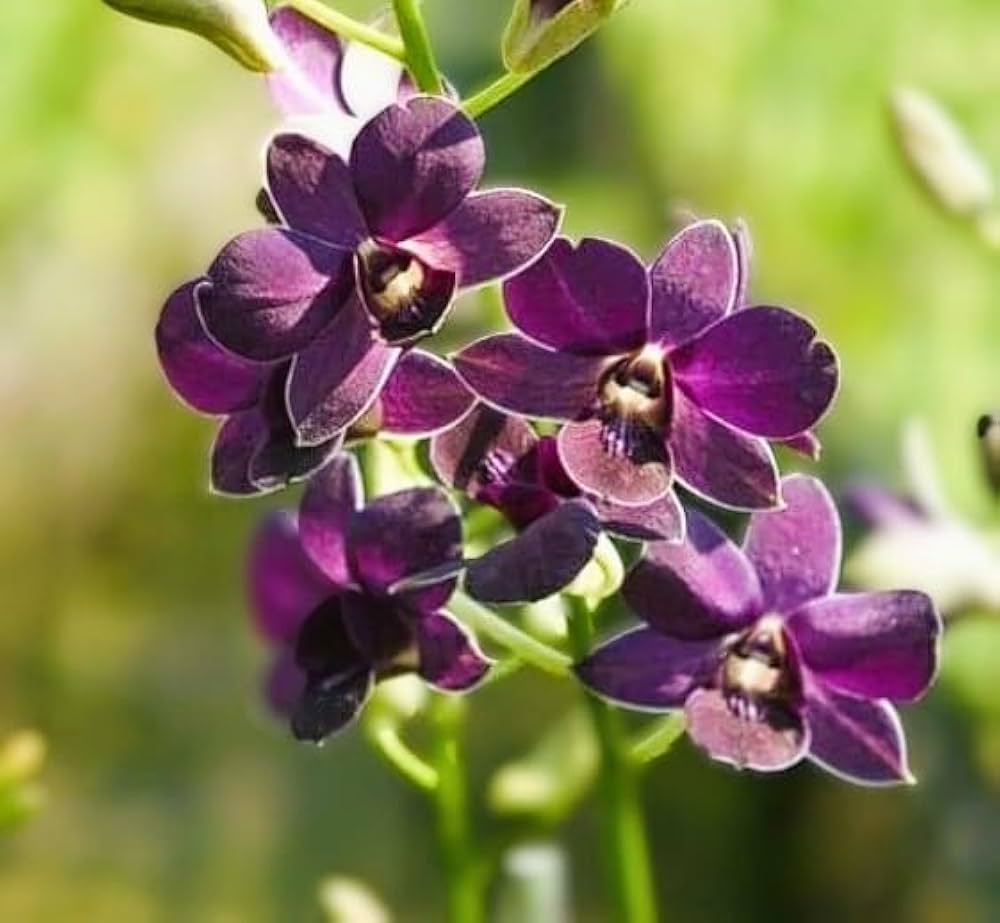 Himmelblau Dendrobium Blumensamen zur Aussaat lang Blüte Saison Traditionssorte & ohne Gentechnik Samen Hausgarten