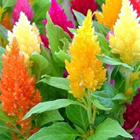 Celosia fresh look orange blume samen for bold summer gardens