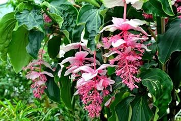Medinilla blume samen for anpflanzung - compact growth, heirloom & gmo free samen for home garten
 
 sale for anpflanzung in home garten.