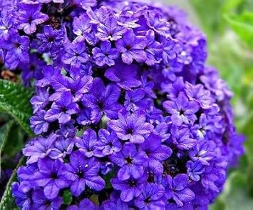 Blau marine blume samen for anpflanzung - hardy variety, heirloom & gmo free samen for home garten
 
 sale for anpflanzung in home garten