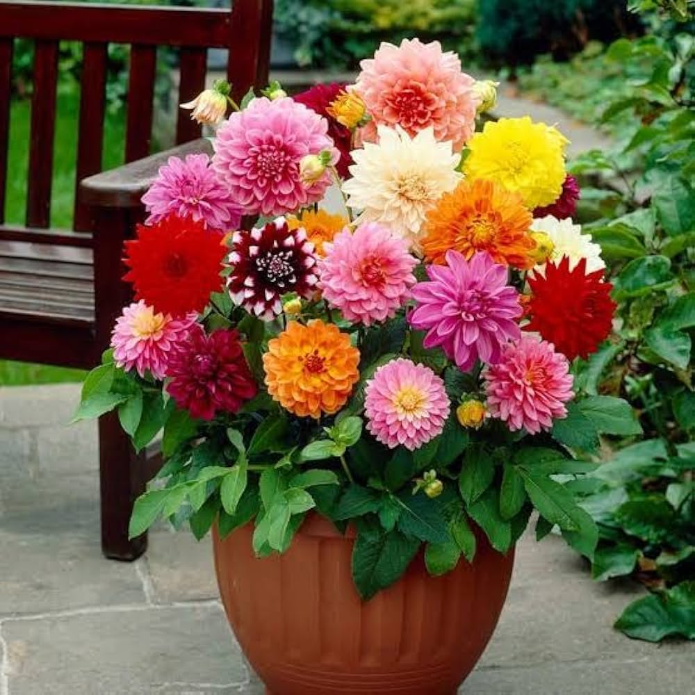 Dahlie Decorative Blumensamen