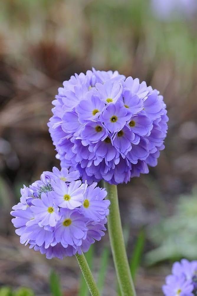 Primel Primel spp Samen zur Aussaat Blume Beet und Garten Border