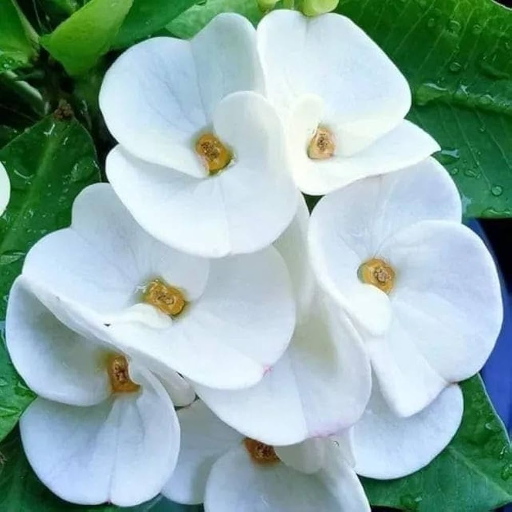Weiß euphorbia milii blume samen for anpflanzung - vibrant colors, heirloom & gmo free samen for home garten
 
 sale samen for anpflanzung in home garten