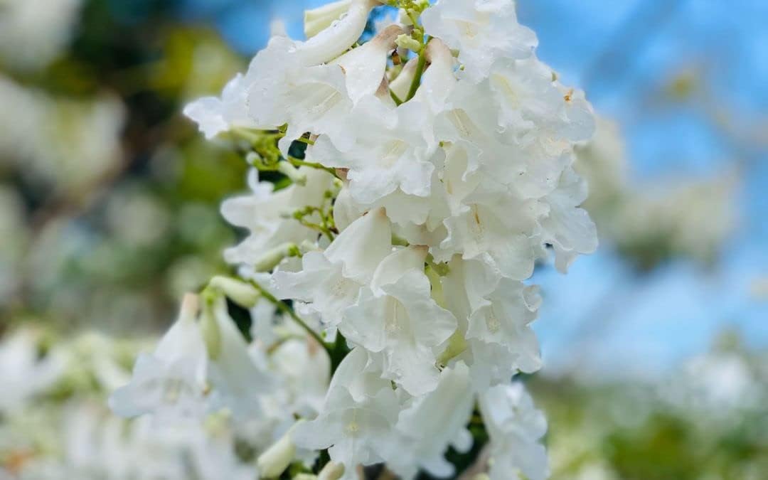 Weiß jacaranda blume samen for anpflanzung premium quality heirloom & gmo free samen for home garten 
 
 sale for anpflanzung in home garten