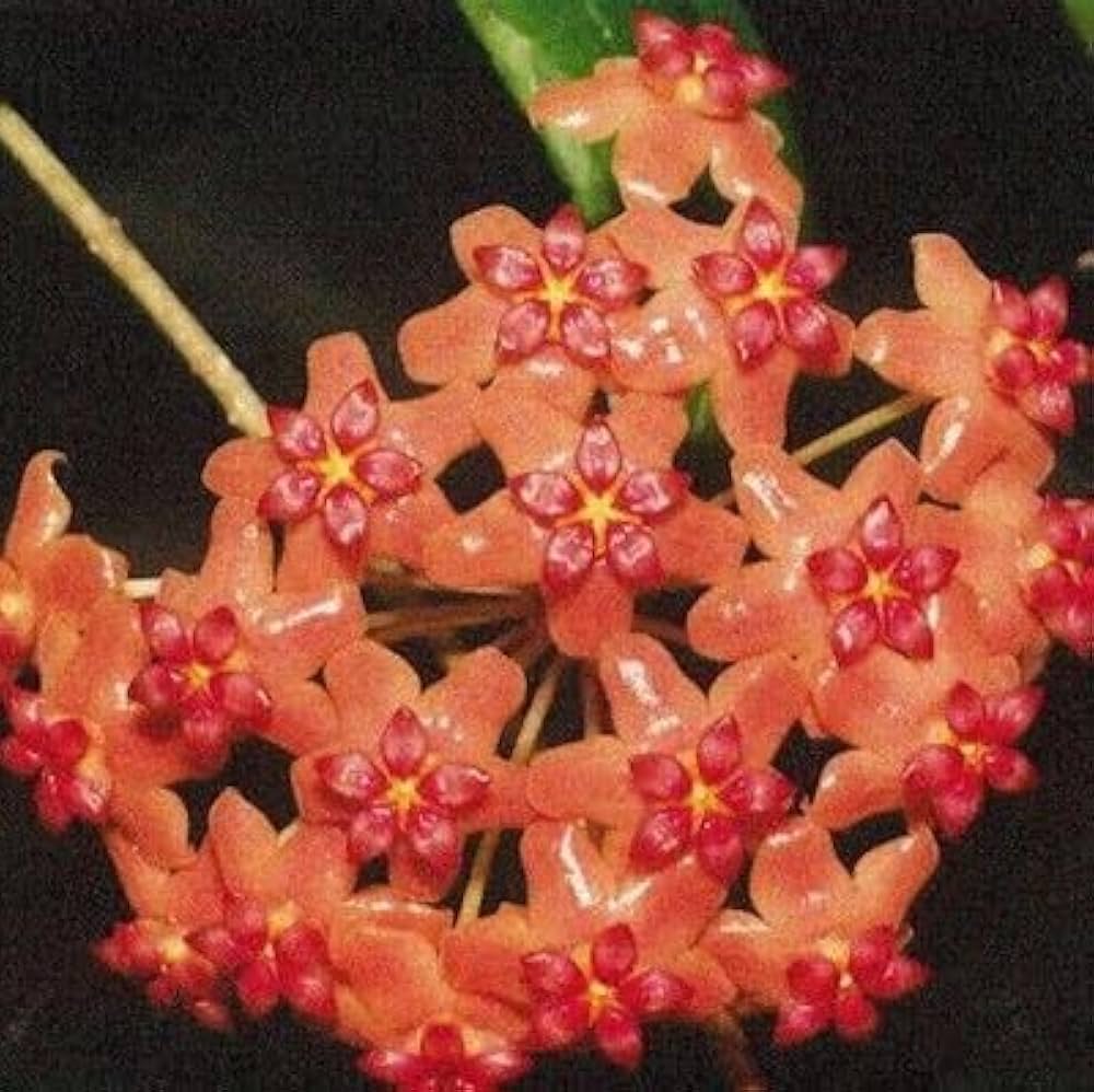 Gemischt Hoya Hoya spp Blumensamen zur Aussaat für Innenräume Garten und hängend Basket