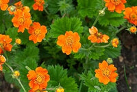 Geum blume samen for anpflanzung - low maintenance, heirloom & gmo free samen for home garten
 
 sale samen for home garten