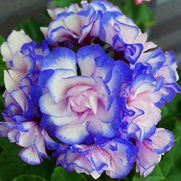 Blau weiß pelargonium blume samen for anpflanzung - pollinator friendly, heirloom & gmo free samen for home garten
 
 sale samen for home garten