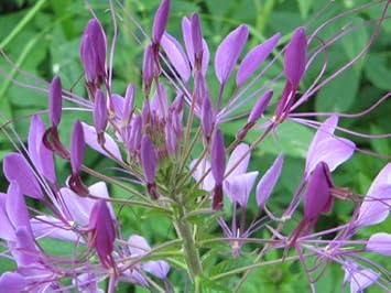 Lila cleome hasslerana blume samen for anpflanzung - compact growth, heirloom & gmo free samen for home garten
 
 sale for anpflanzung in home garten.