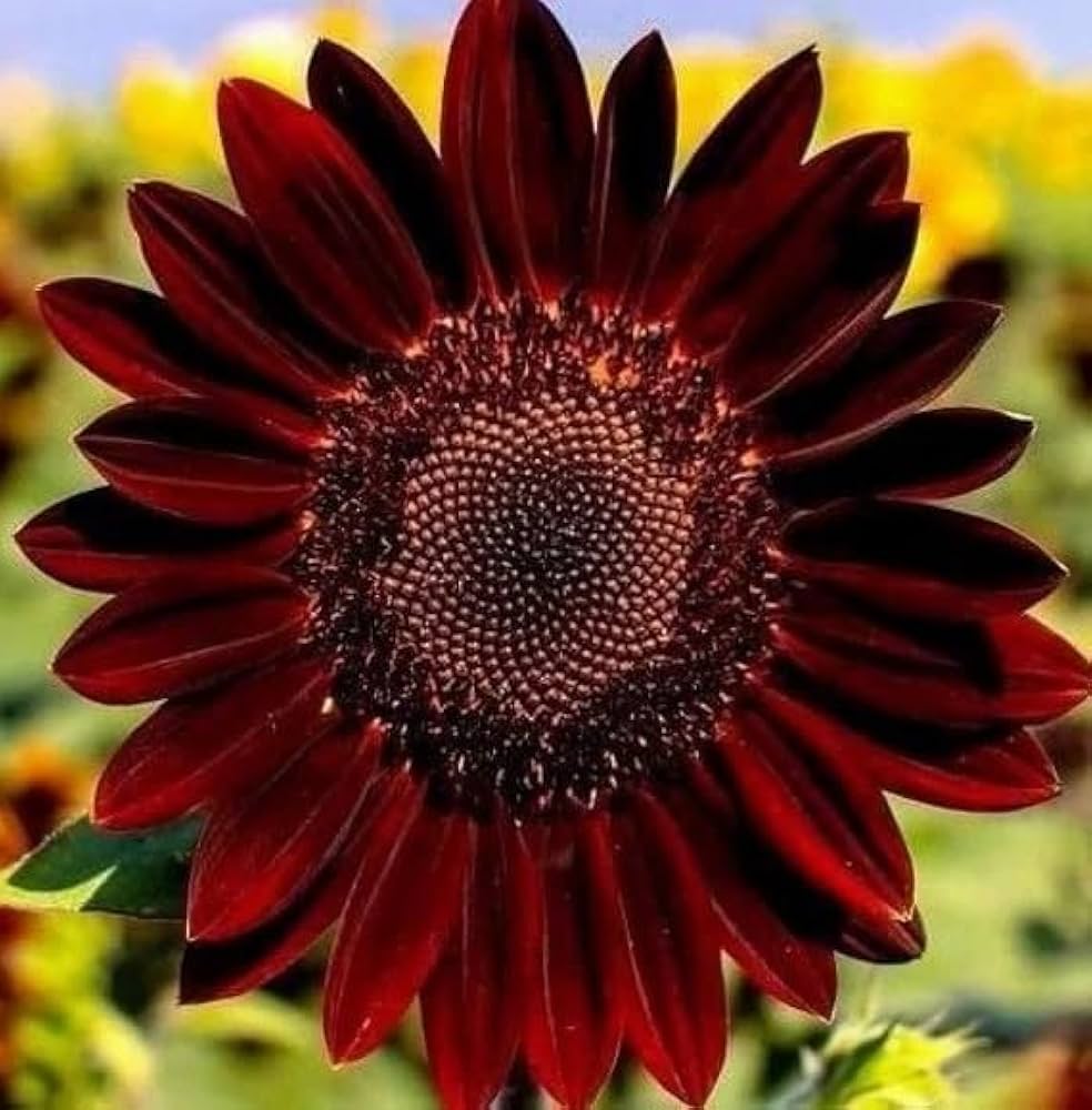 Roter sonnenhut american heirloom wildflower samen