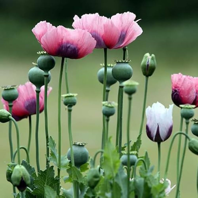 Oriental poppy papaver orientale blume samen for anpflanzung
