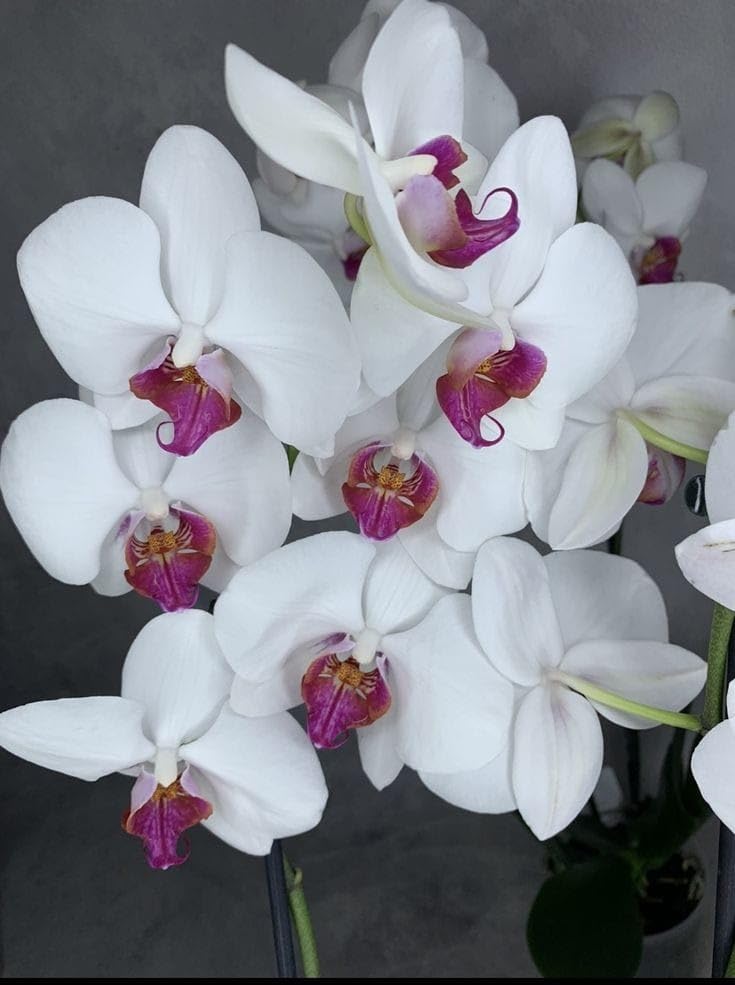 Weiß Schmetterling Orchidee Blumensamen zur Aussaat – lang Blüte Saison – Traditionssorte & ohne Gentechnik Samen Hausgarten