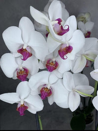 Weiß Schmetterling Orchidee Blumensamen zur Aussaat – lang Blüte Saison – Traditionssorte & ohne Gentechnik Samen Hausgarten