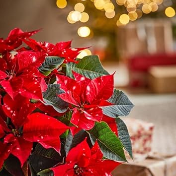 Deep rot poinsettia blume samen for anpflanzung - sun loving, heirloom & gmo free samen for home garten
 
 sale for anpflanzung in home garten