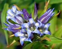 Blau weiß gentian blume samen for anpflanzung - sun loving, heirloom & gmo free samen for home garten
 
 sale for anpflanzung in home garten.