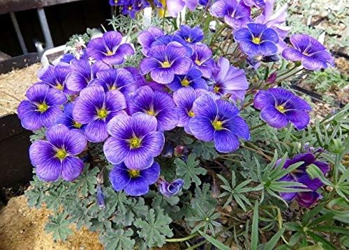 Blau Sauerklee Laciniata Blumensamen zur Aussaat Anzucht Traditionssorte & ohne Gentechnik Samen Hausgarten