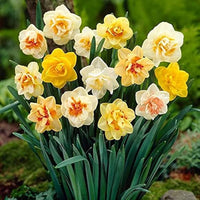 Gemischt gefüllt Petals Narzisse Narzisse Blumensamen zur Aussaat Anzucht Traditionssorte & ohne Gentechnik Samen Hausgarten