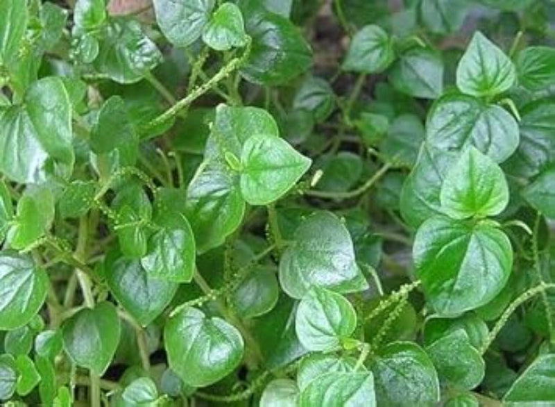 Peperomia pellucida blume samen for anpflanzung seasonal bloomer heirloom & gmo free samen for home garten
sale for anpflanzung in home garten