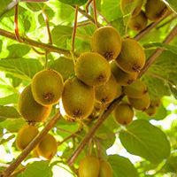 Kiwi Vine Samen zur Aussaat Actinidia deliciosa trellises und Haus Gärten