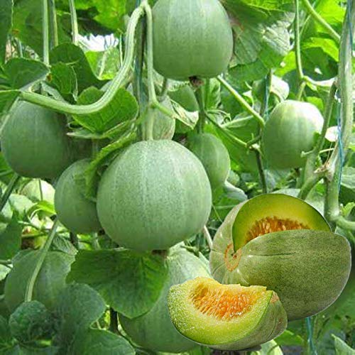 Green Cucumeropsis Samen zum Pflanzen - High-Quality Gemüsesamen
