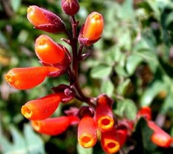 Eccremocarpus scaber blume samen for anpflanzung colorful display heirloom & gmo free samen for home garten 
 
 sale for anpflanzung in home garten