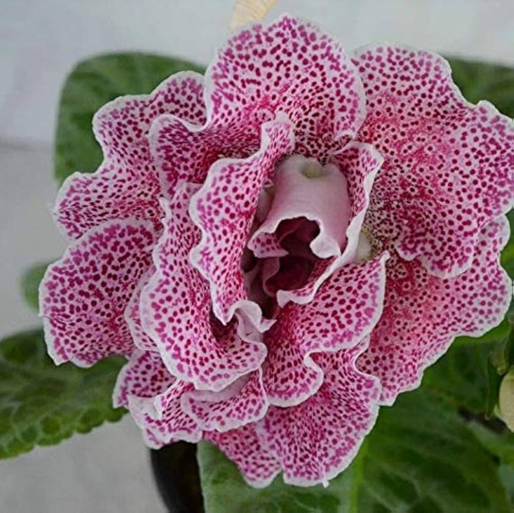 Gloxinie Sinningia Speciosa Blumensamen