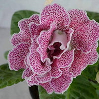 Gloxinie Sinningia Speciosa Blumensamen