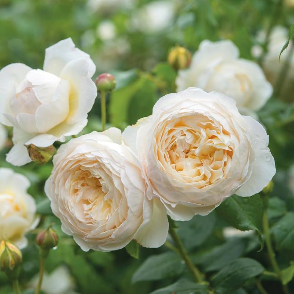 Juliet Blume Samen zur Aussaat leuchtend Blüten – ideal für Ihren Garten
