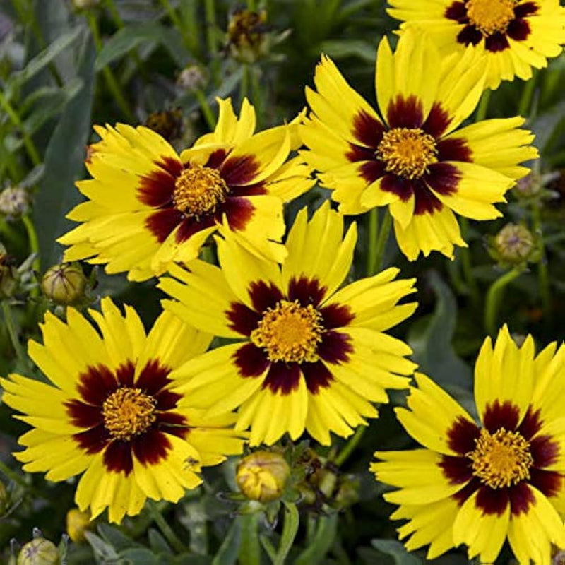 Hoch coreopsis native wildflower samen