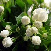 Arabischer Jasmin Samen Kletterstrauch