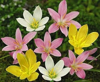 Mixed rain lily blume samen for anpflanzung - easy to grow, heirloom & gmo free samen for home garten
 
 sale samen for home garten