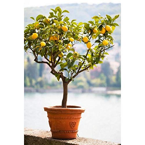 Rainbow Lemon Samen – Lemon Baum Samen – Bonsai Fruit – Hausgarten – Bonsai Blumensamen