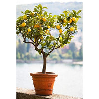 Rainbow Lemon Samen – Lemon Baum Samen – Bonsai Fruit – Hausgarten – Bonsai Blumensamen