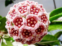 Rosa Weiß Hoya Carnosa Blumensamen zur Aussaat leuchtend Blüten Traditionssorte & ohne Gentechnik Samen Hausgarten