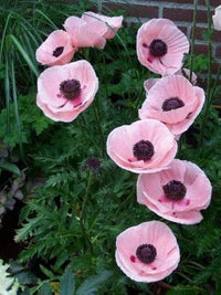 Rosa Farbe Mohnblumenkerne Blumensamen zur Aussaat Blume Beet