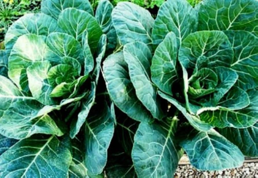 Collard Greens Samen zum Pflanzen