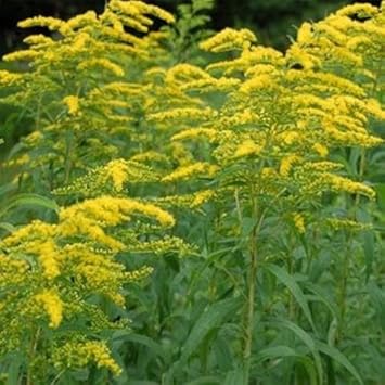 Gelb solidago blume samen for anpflanzung - hardy variety, heirloom & gmo free samen for home garten
 
 sale for anpflanzung in home garten