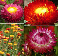Helichrysum Bikini Mischung Samen leuchtend einjährige Blume Gärten