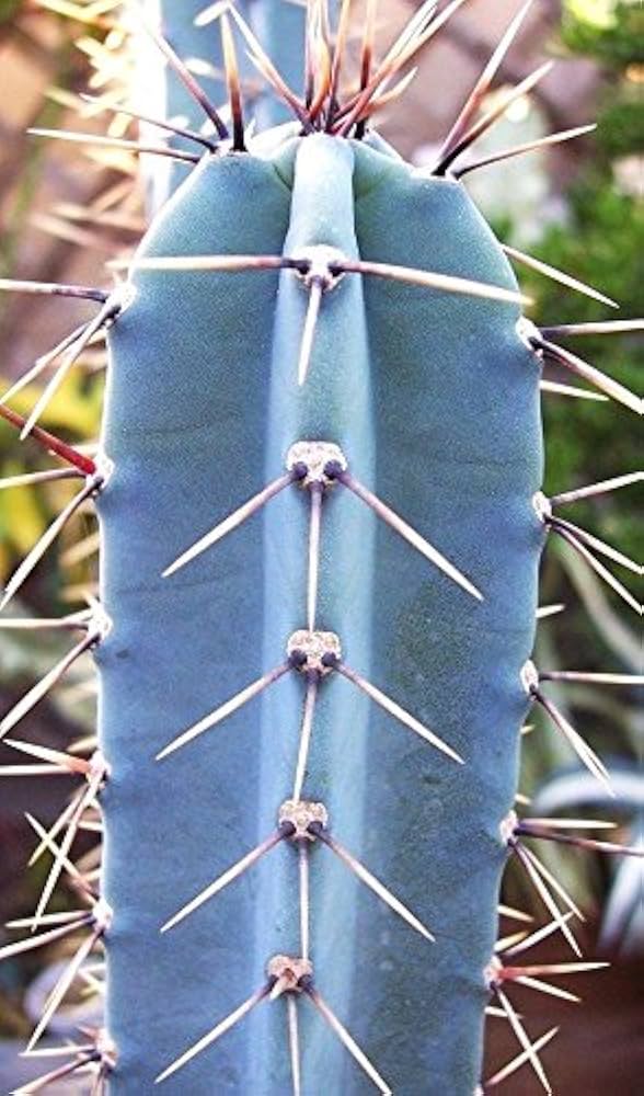 Blau Hankeanus Kräutersamen zur Aussaat – Wildblume Mischung – Traditionssorte & ohne Gentechnik Samen Hausgarten