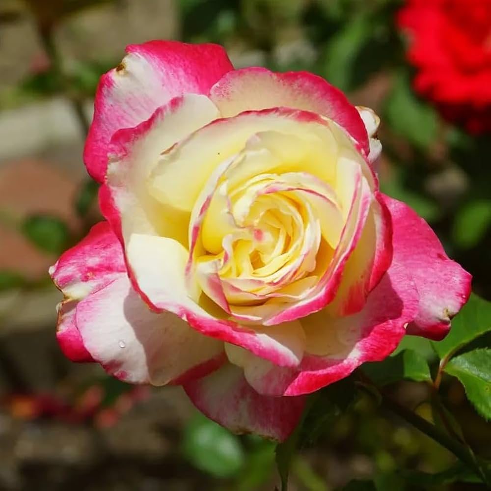 gefüllt Delight Hybrid Tea Rose Blumensamen zur Aussaat Garten beliebt Traditionssorte & ohne Gentechnik Samen Hausgarten
