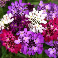Fairyland Candytuft Iberis umbellata Blumensamen zur Aussaat Blume Beet